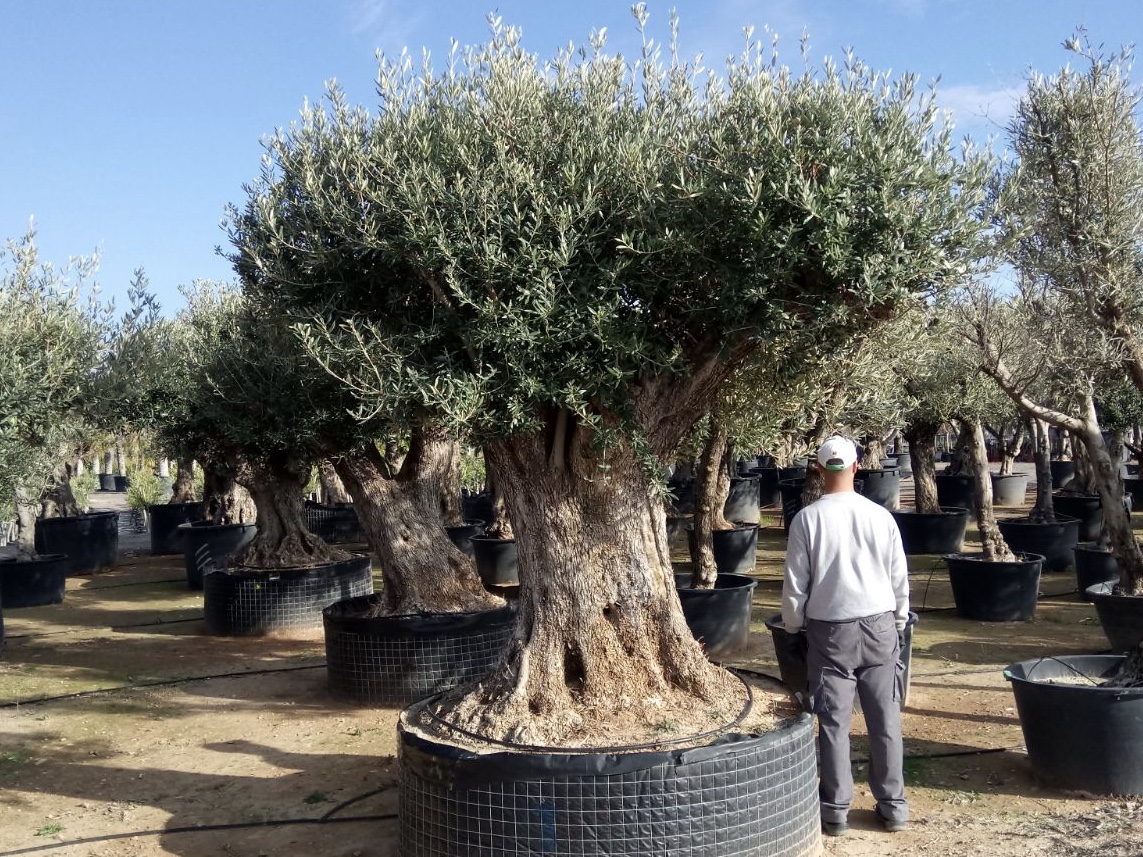 Olea europea Ejemplar 1, Olivenbaum Verkauf alt groß 1