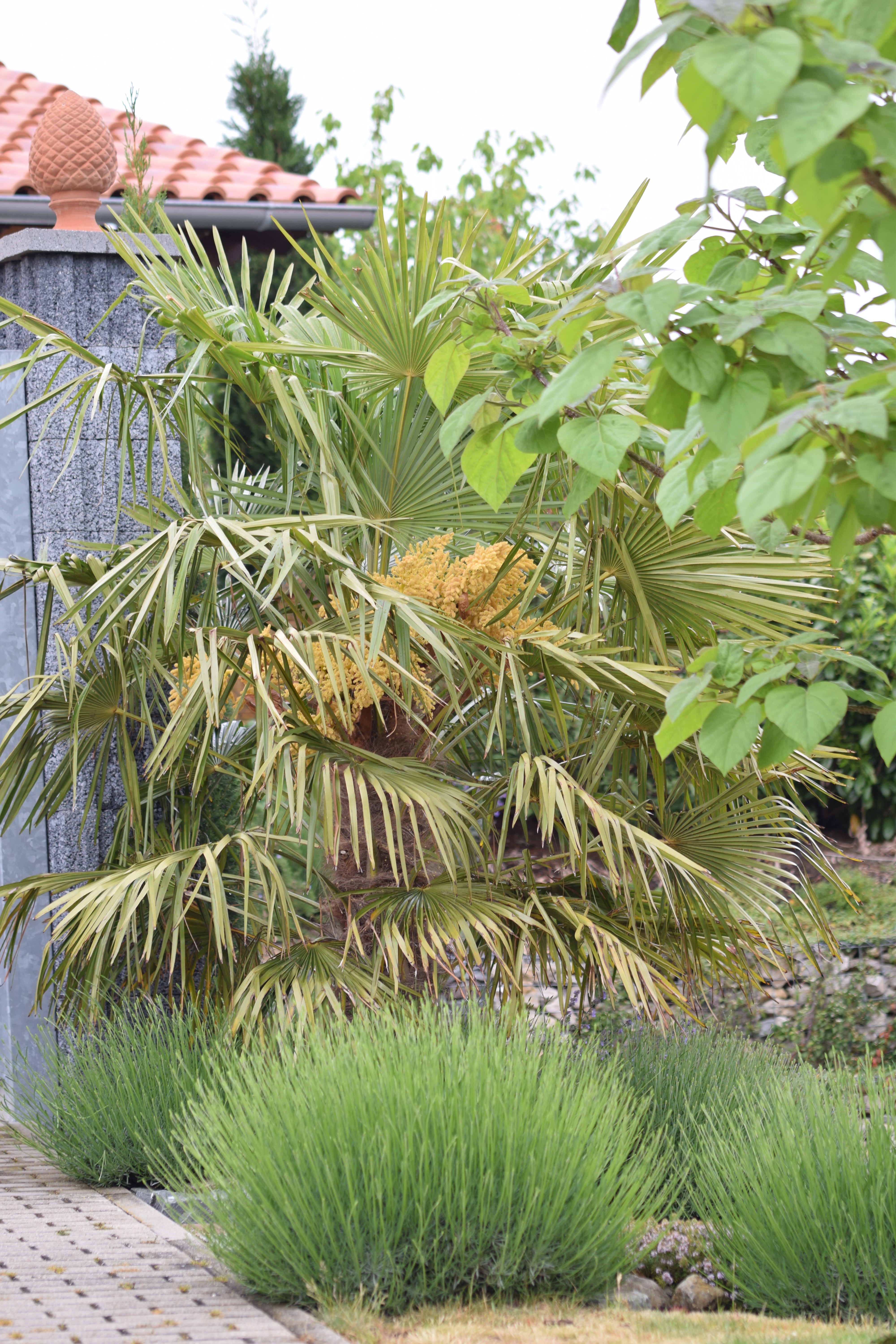 Entwicklung Trachycarpus Fortunei