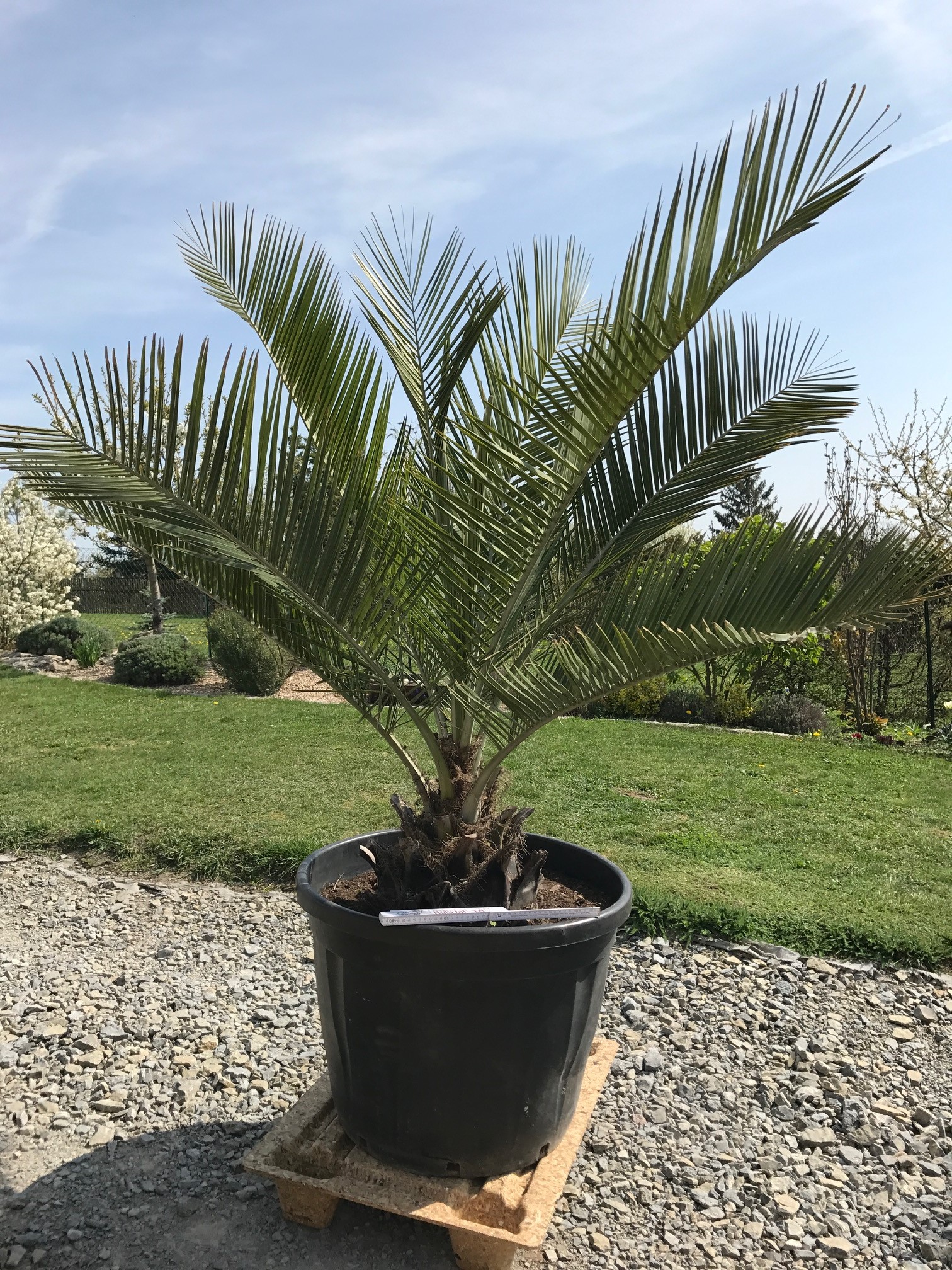 Jubaea chilensis 35 cm Stamm 1,6m 115l