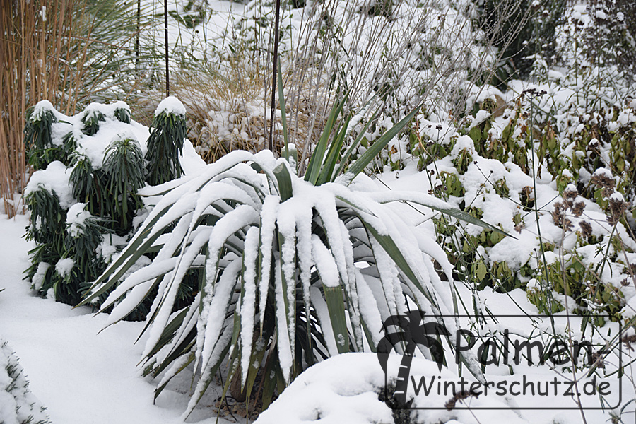 Unsere besten Favoriten - Suchen Sie auf dieser Seite die Palmen winterschutz entsprechend Ihrer Wünsche