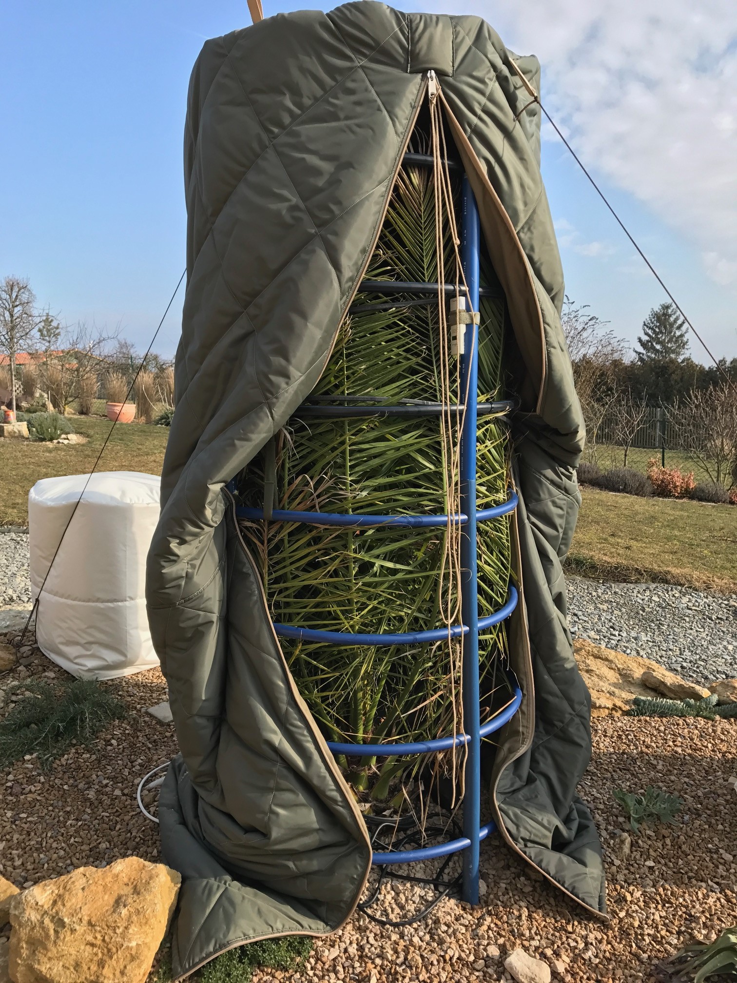 Winterschutz Phoenix canariensis