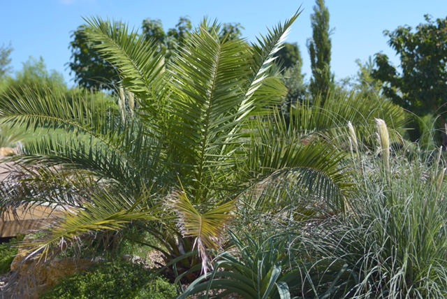 Winterschutz Phoenix canariensis