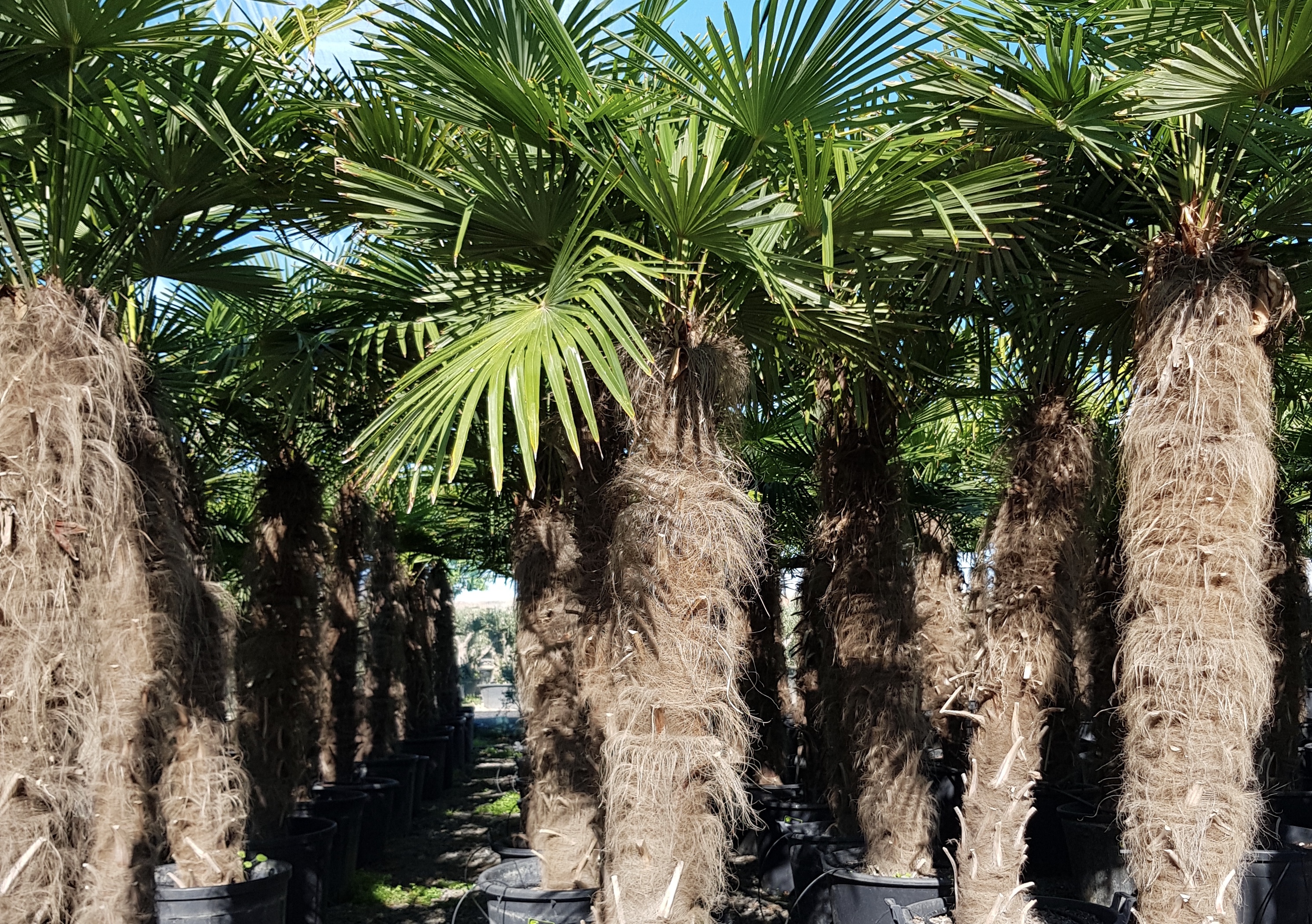 Trachycarpus fortunei,Hanfpalme, shop Verkauf,