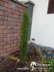 Cupressus Sempervirens