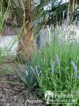 junge Yucca Rostrata