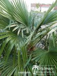 Blick in die Blattkrone von Trachycarpus Fortunei.