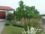 Paulownia, Oleander und Trachy