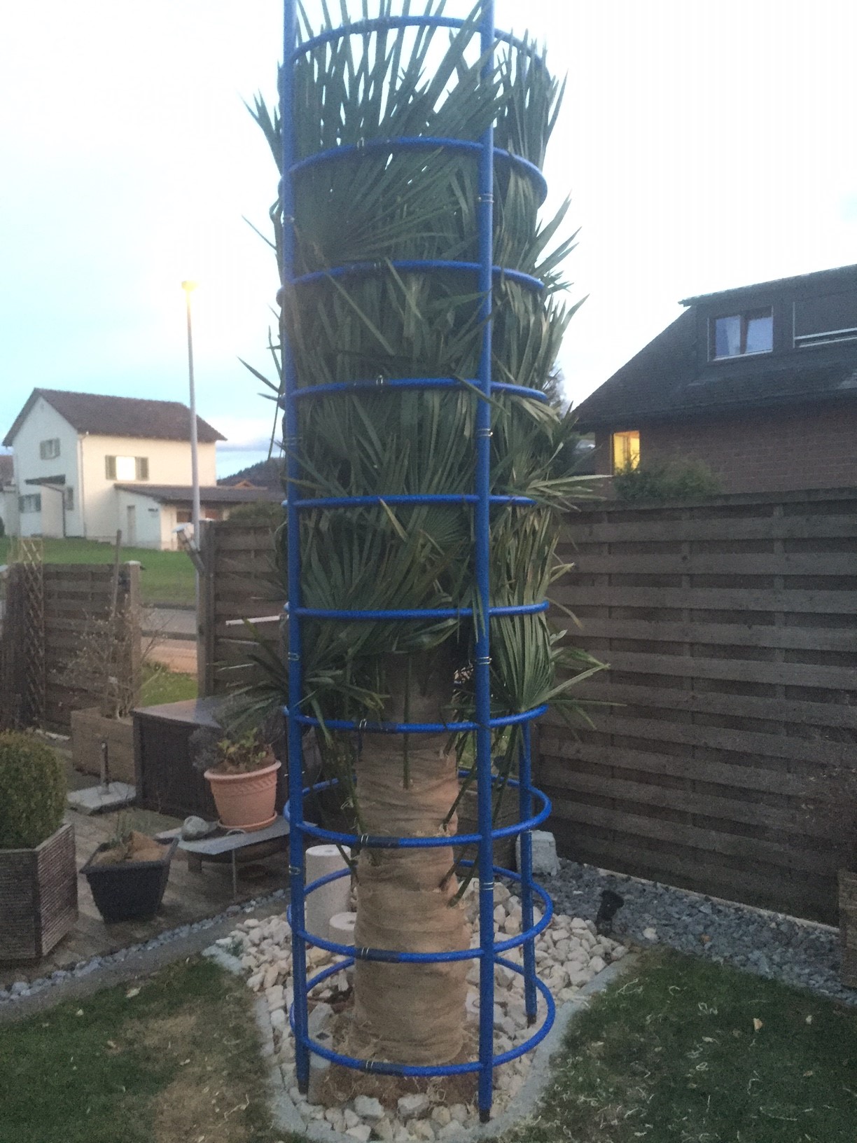 Winterschutz Trachycarpus Fortunei, Jute