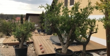 knorrige alte Granatapfelbäume