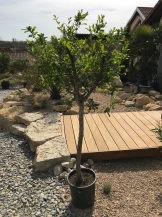 Granatapfel / Punica granatum 4