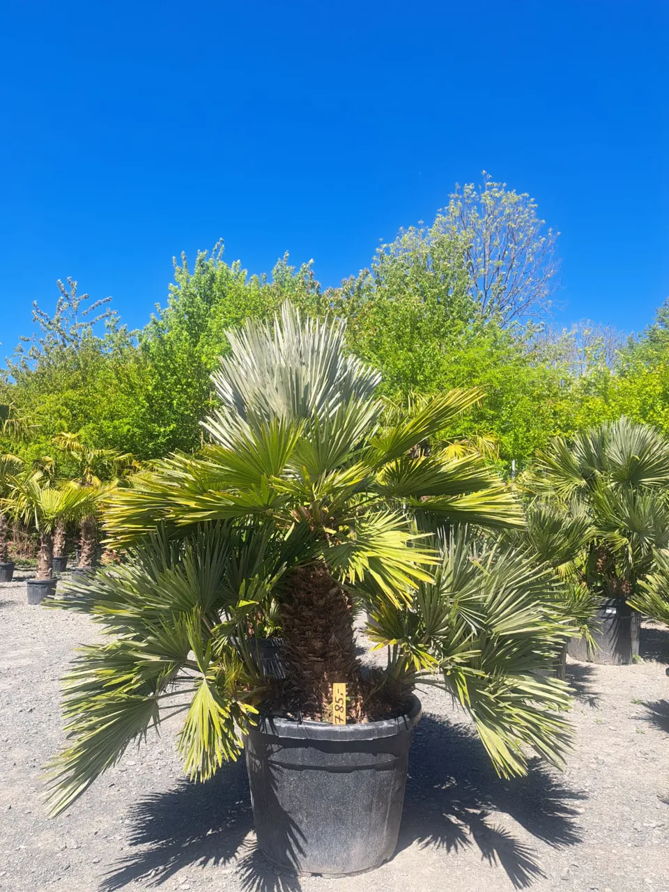 Trachycarpus-Palme im Pflanzenlager Vellmar bei Kassel